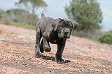 CANE CORSO 309